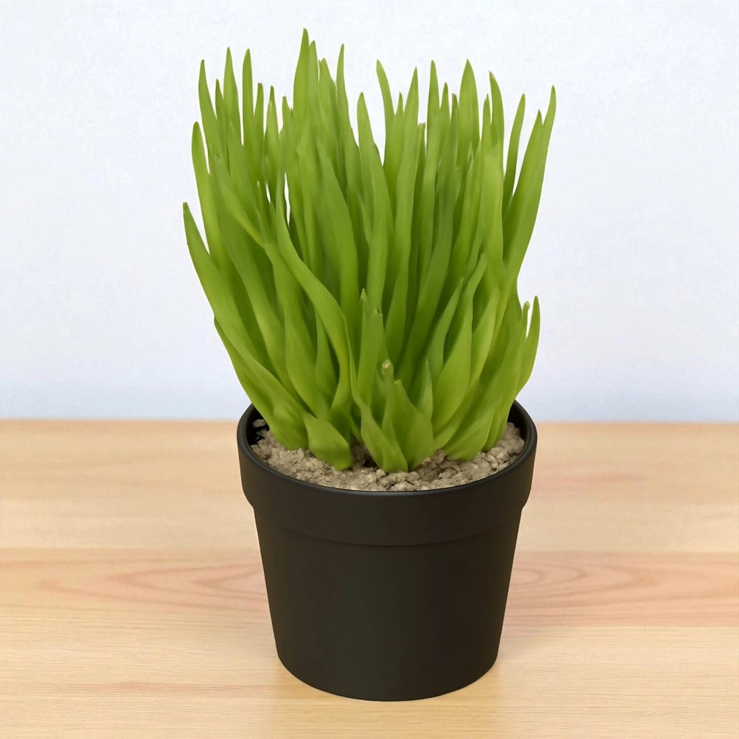Sencio vitalis (Bare Rooted)