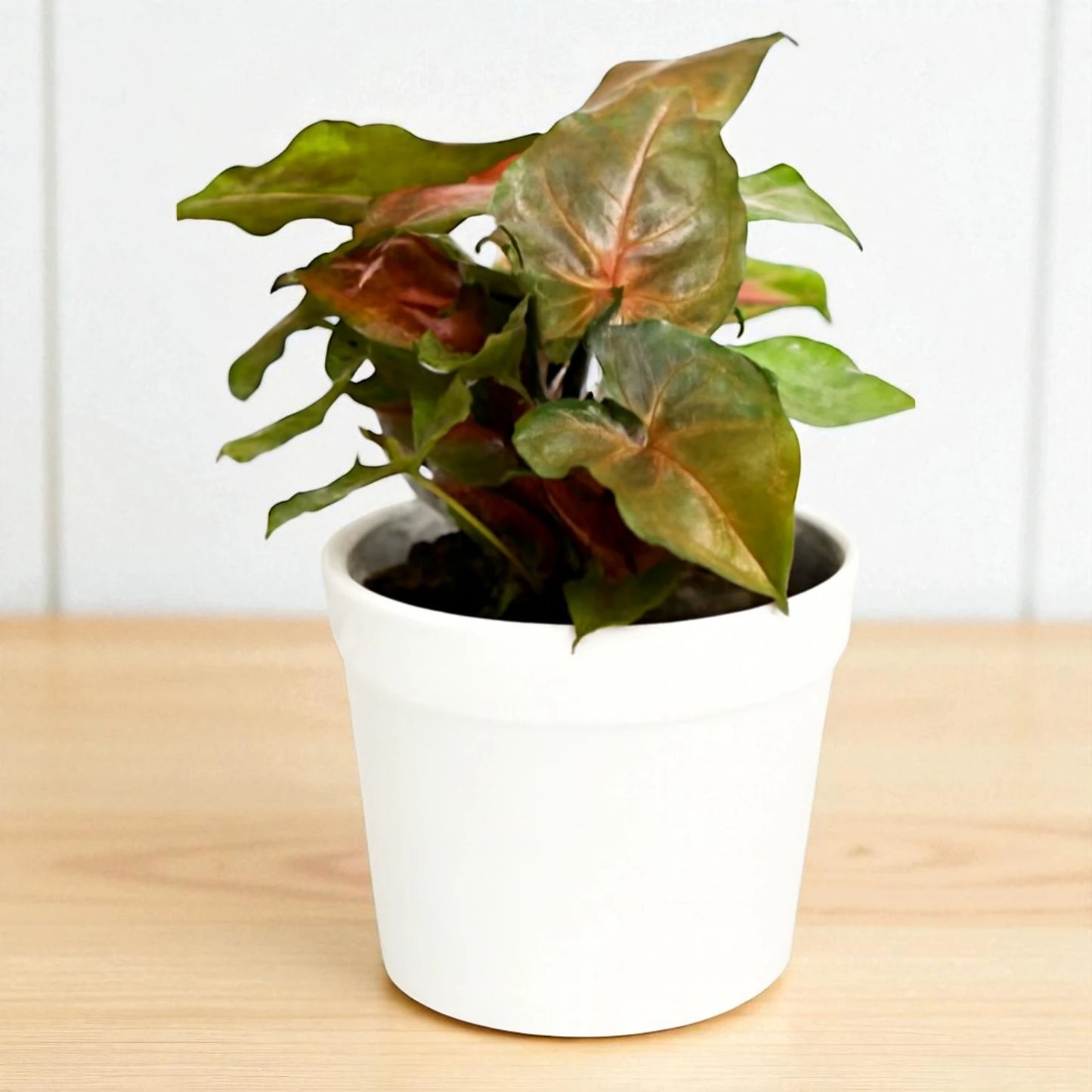 Syngonium Bronze