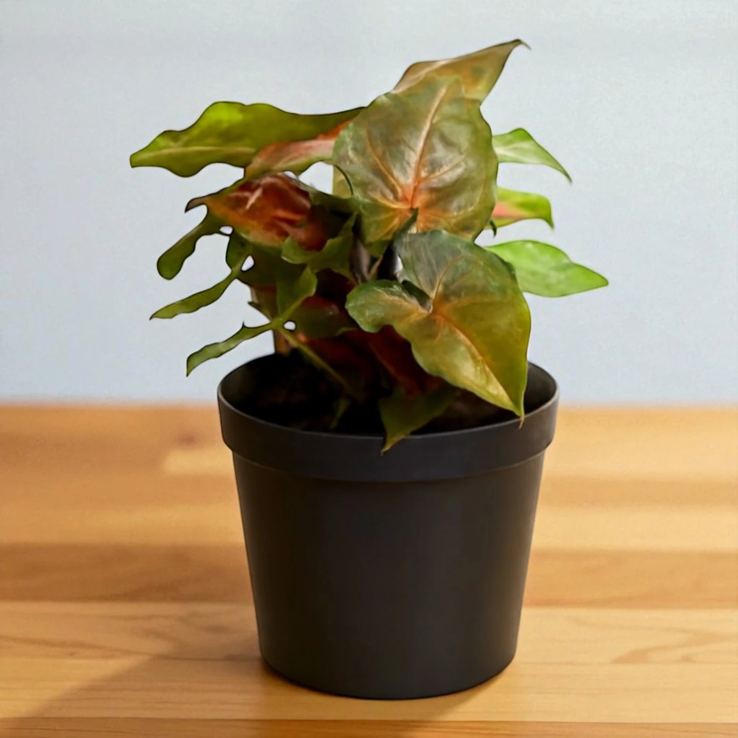 Syngonium Bronze