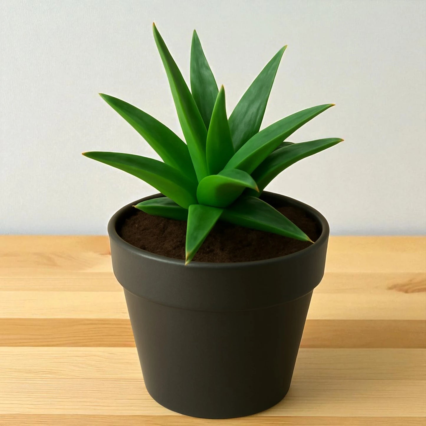 Aloe Wansley Green