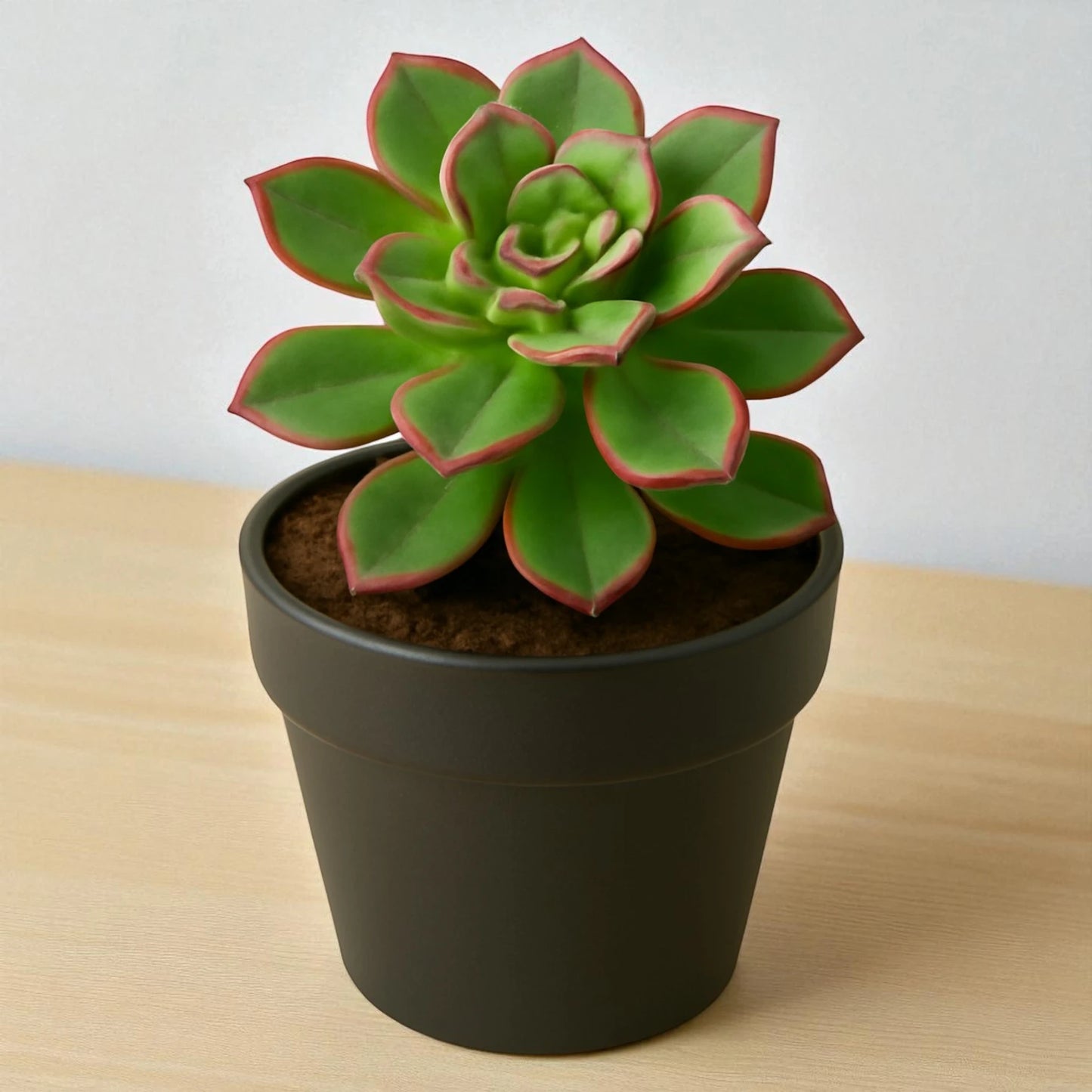 Aeonium Haworthii (Bare rooted)