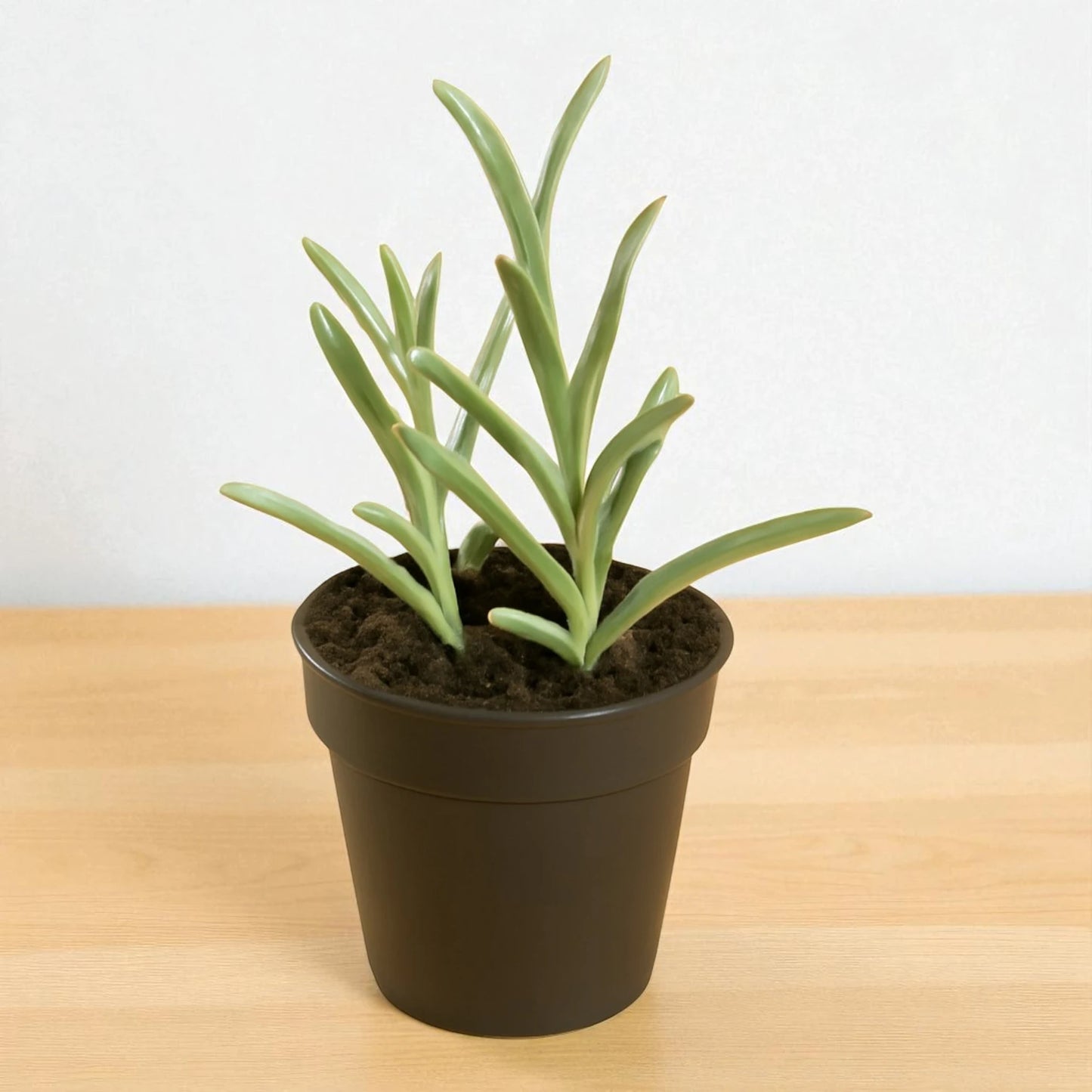 Senecio radicans (String of banana)
