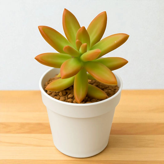 Sedum Nussbaumerianum (Bare Rooted)