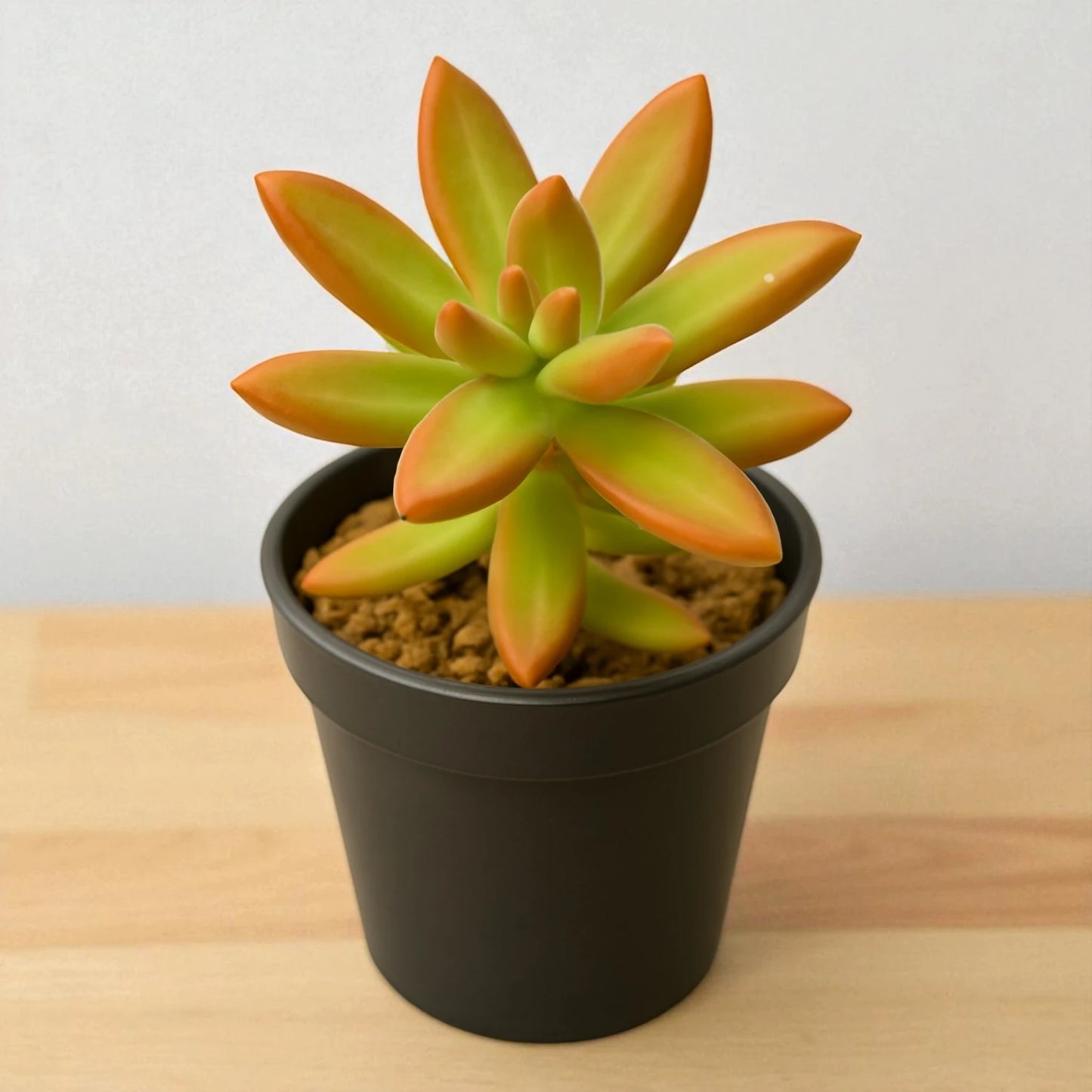 Sedum Nussbaumerianum (Bare Rooted)