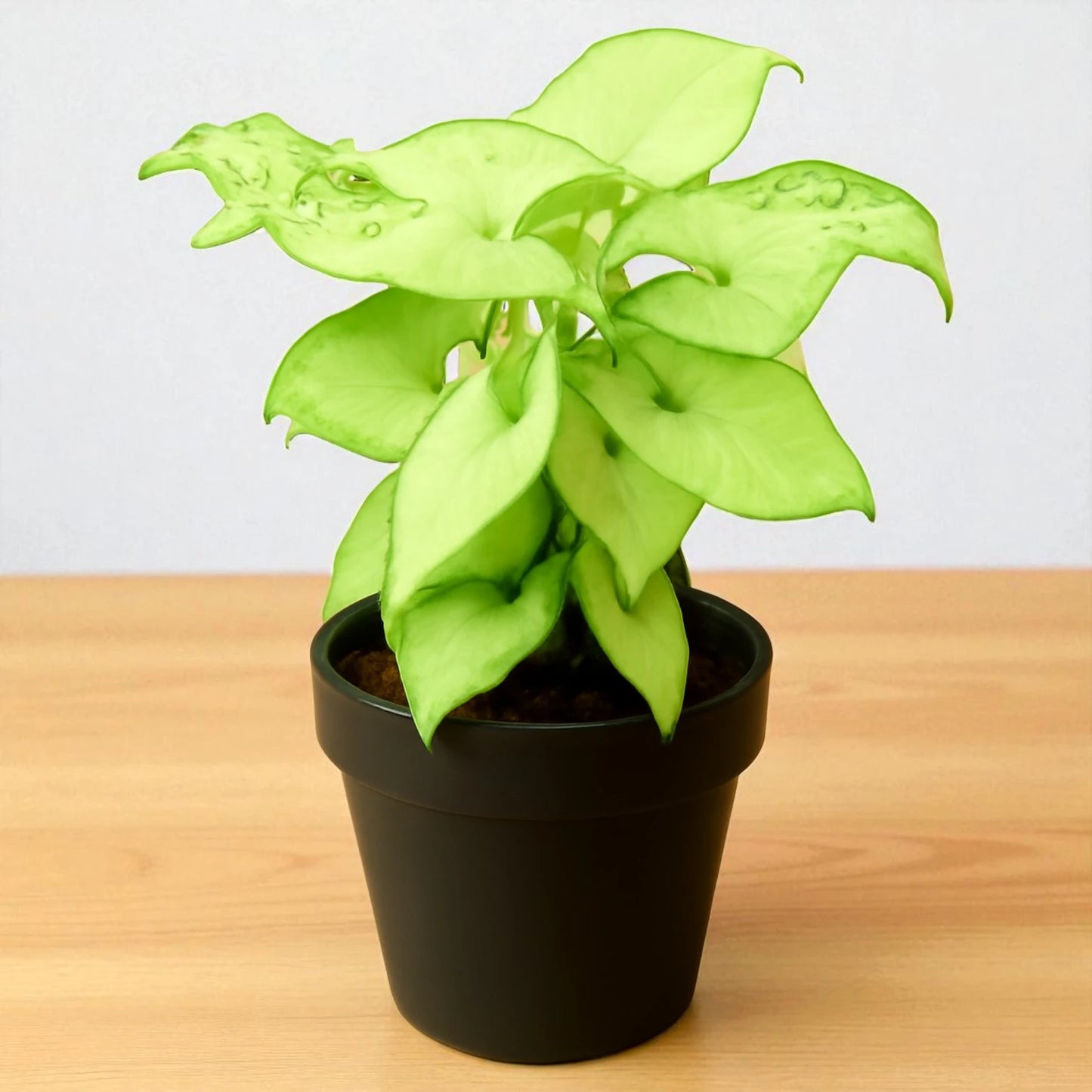 Syngonium Big White Saplings
