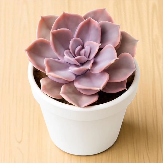 Echeveria 'Perle von Nürnberg' (Bare Rooted)