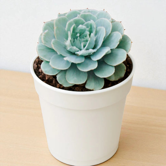 Echeveria Esther (Bare Rooted)