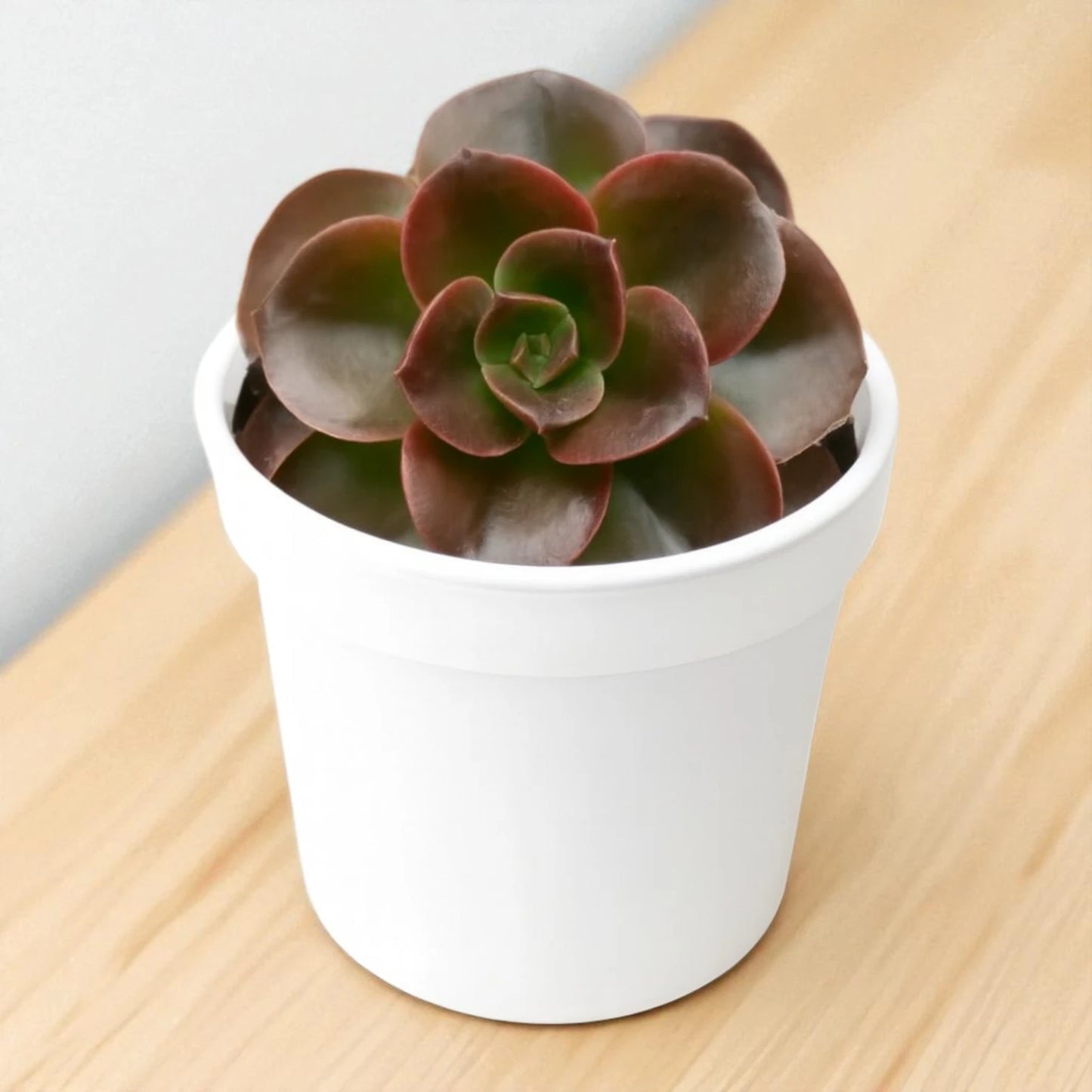 Echeveria Melaco (Bare Rooted)