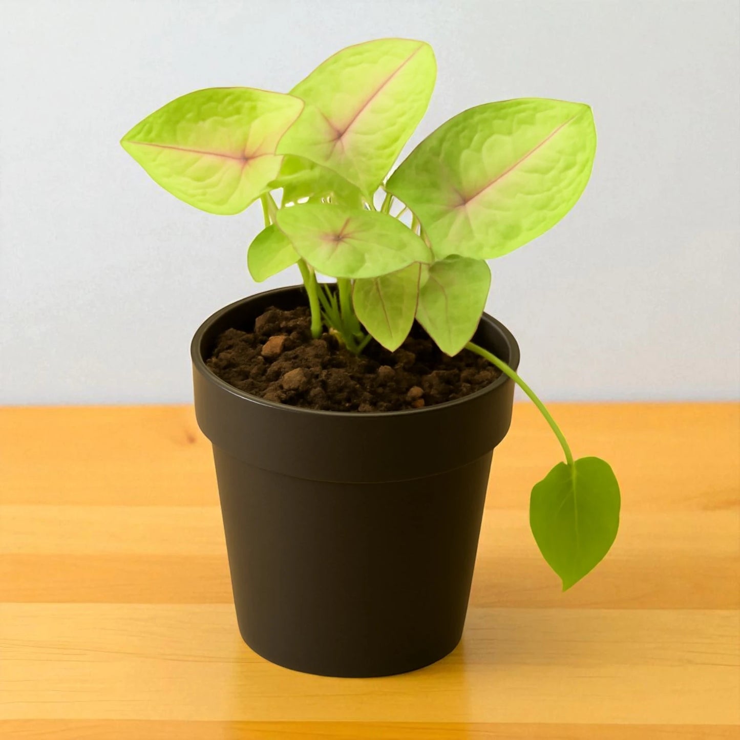 Syngonium Golden Net Pot