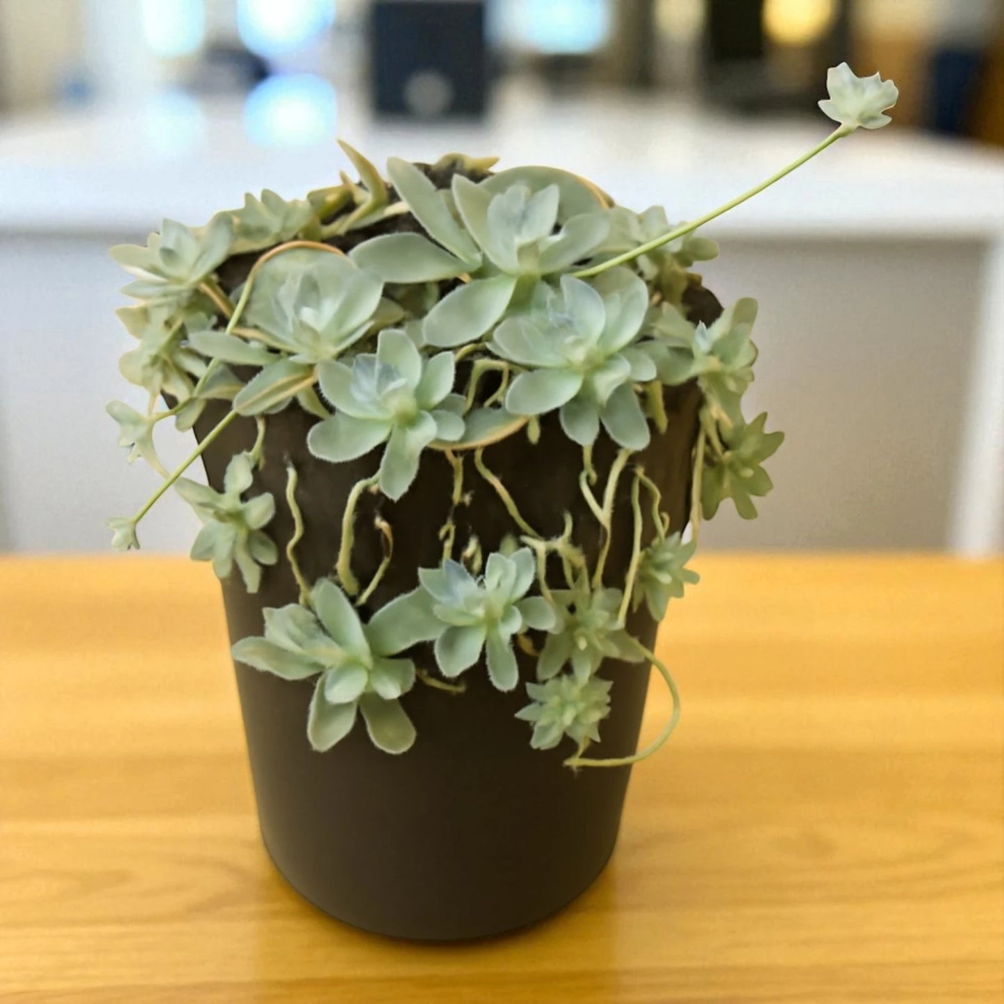 Orostachys malacophylla var. iwarenge - Chinese Dunce Cap (Bare rooted)