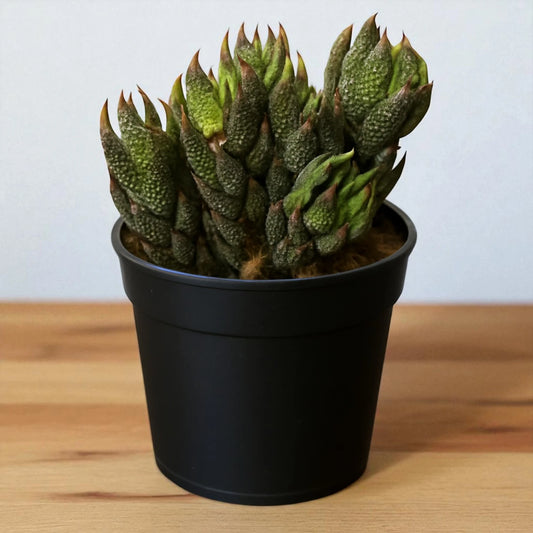 Haworthia Reinwardtii (Bare Rooted)