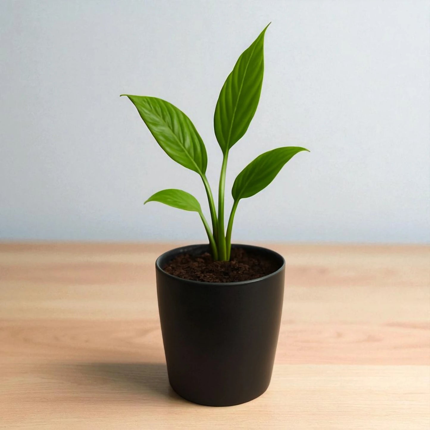 Spathiphyllum Peace Lily Sapling