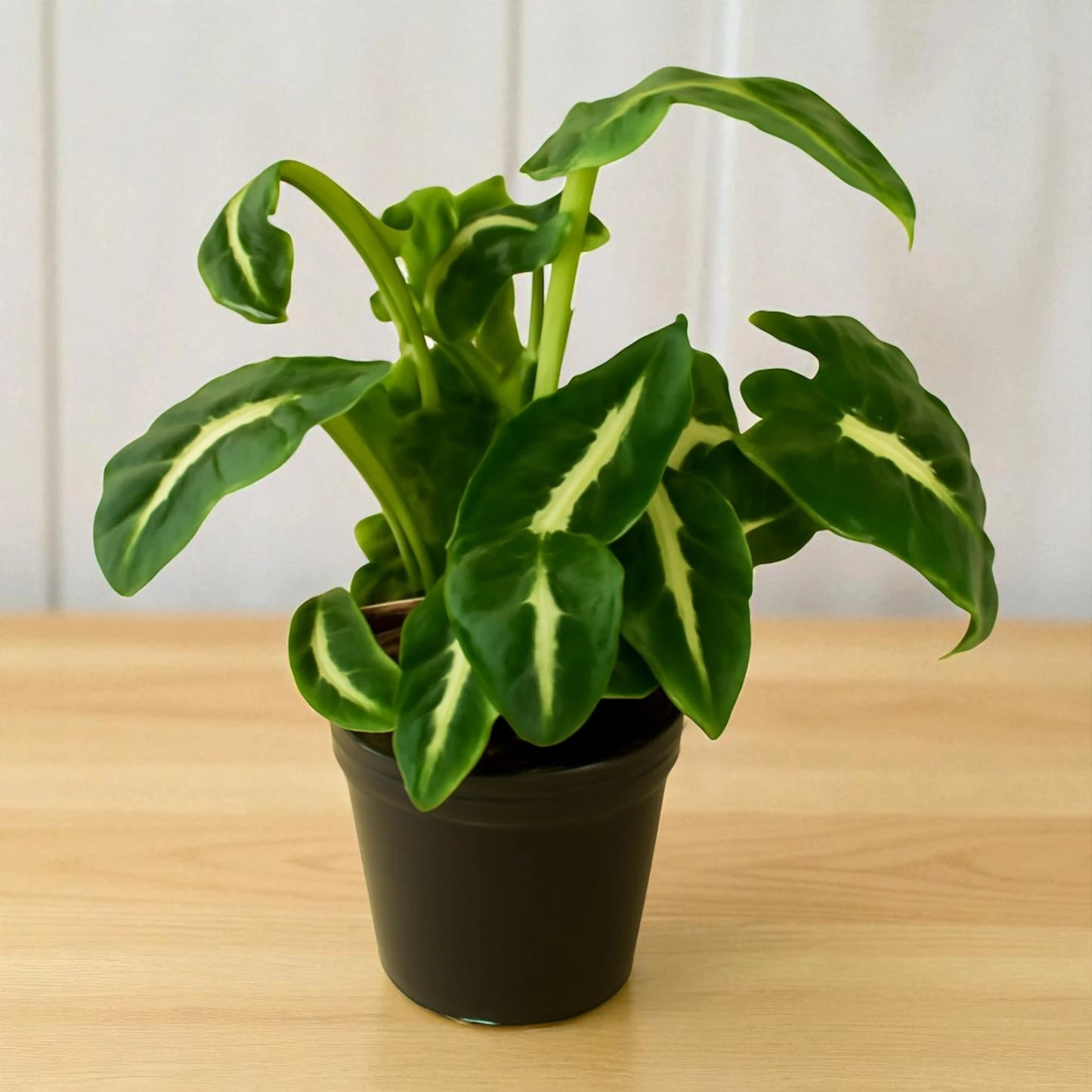 Syngonium Wendlandii Green Velvet net pot