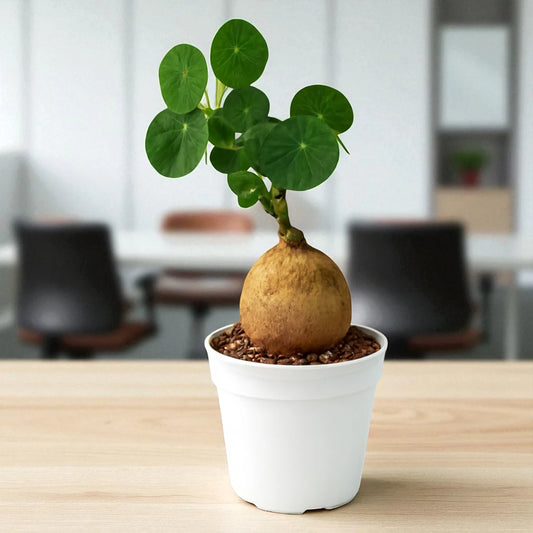 Stephania Erecta Bulb