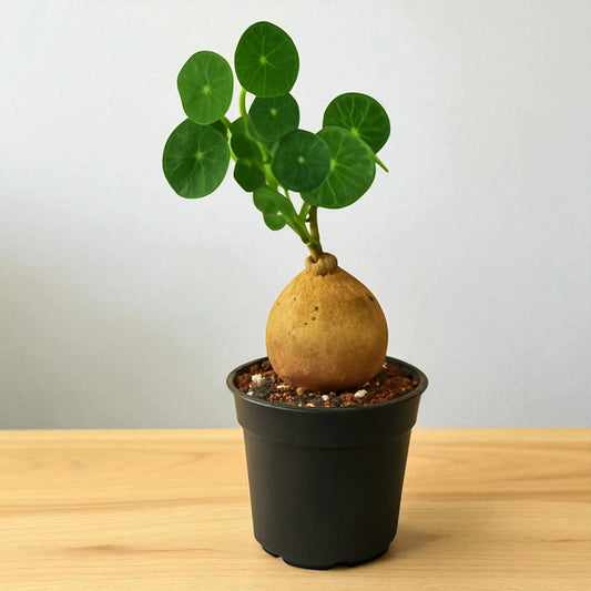 Stephania Erecta Bulb