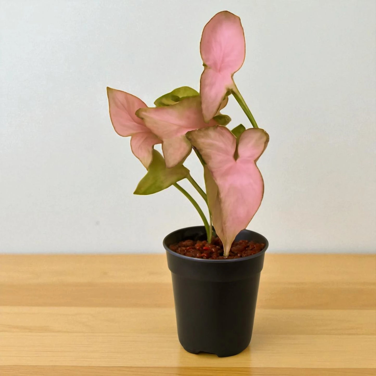 Syngonium Pink Schott