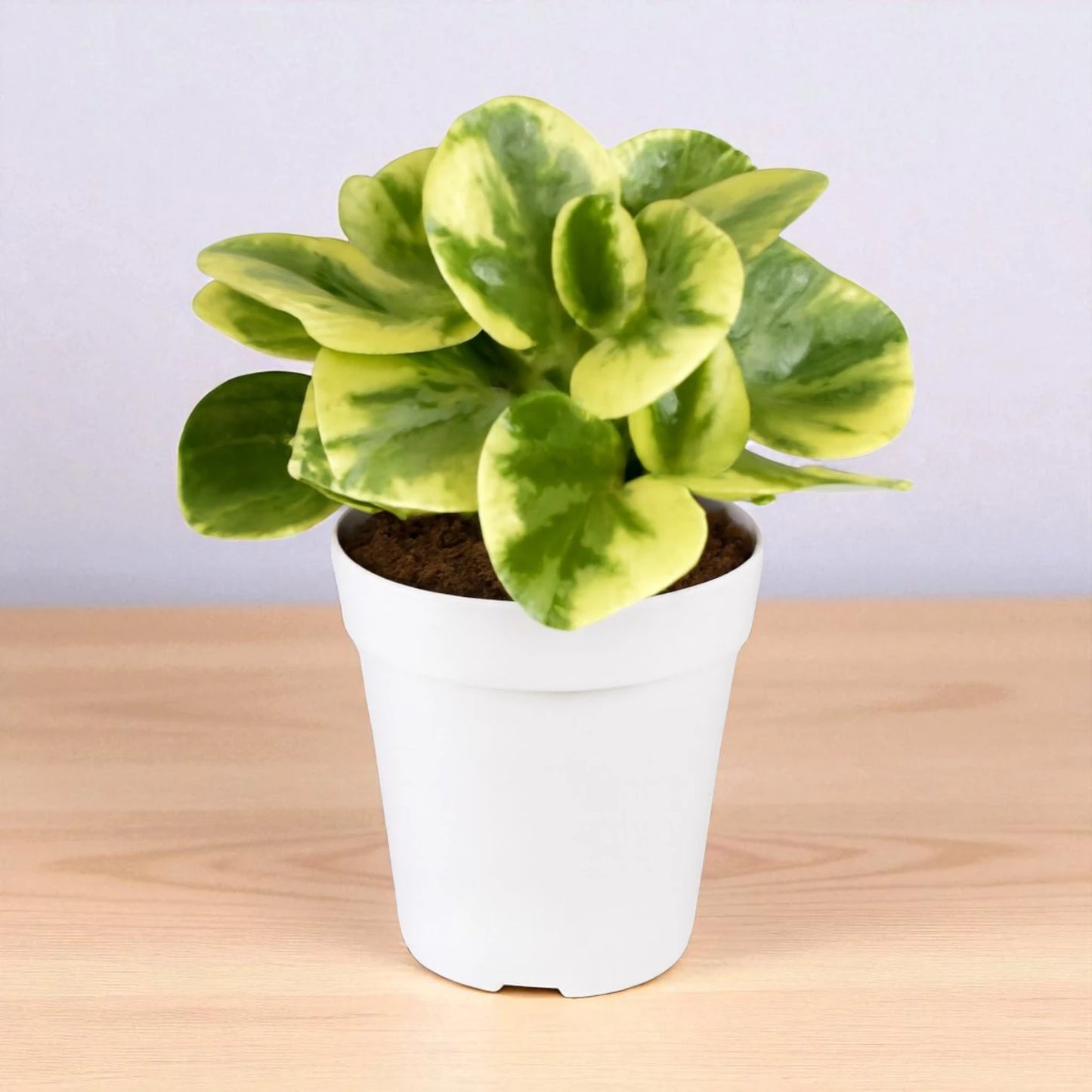 Pepromia White Plant