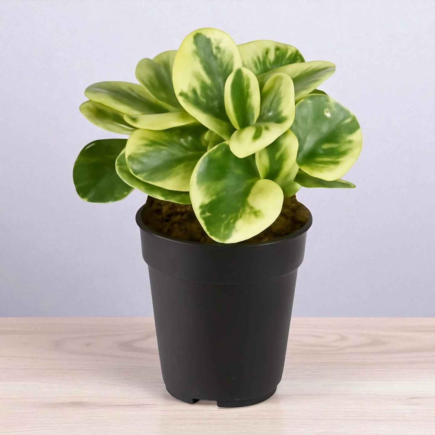 Pepromia White Plant