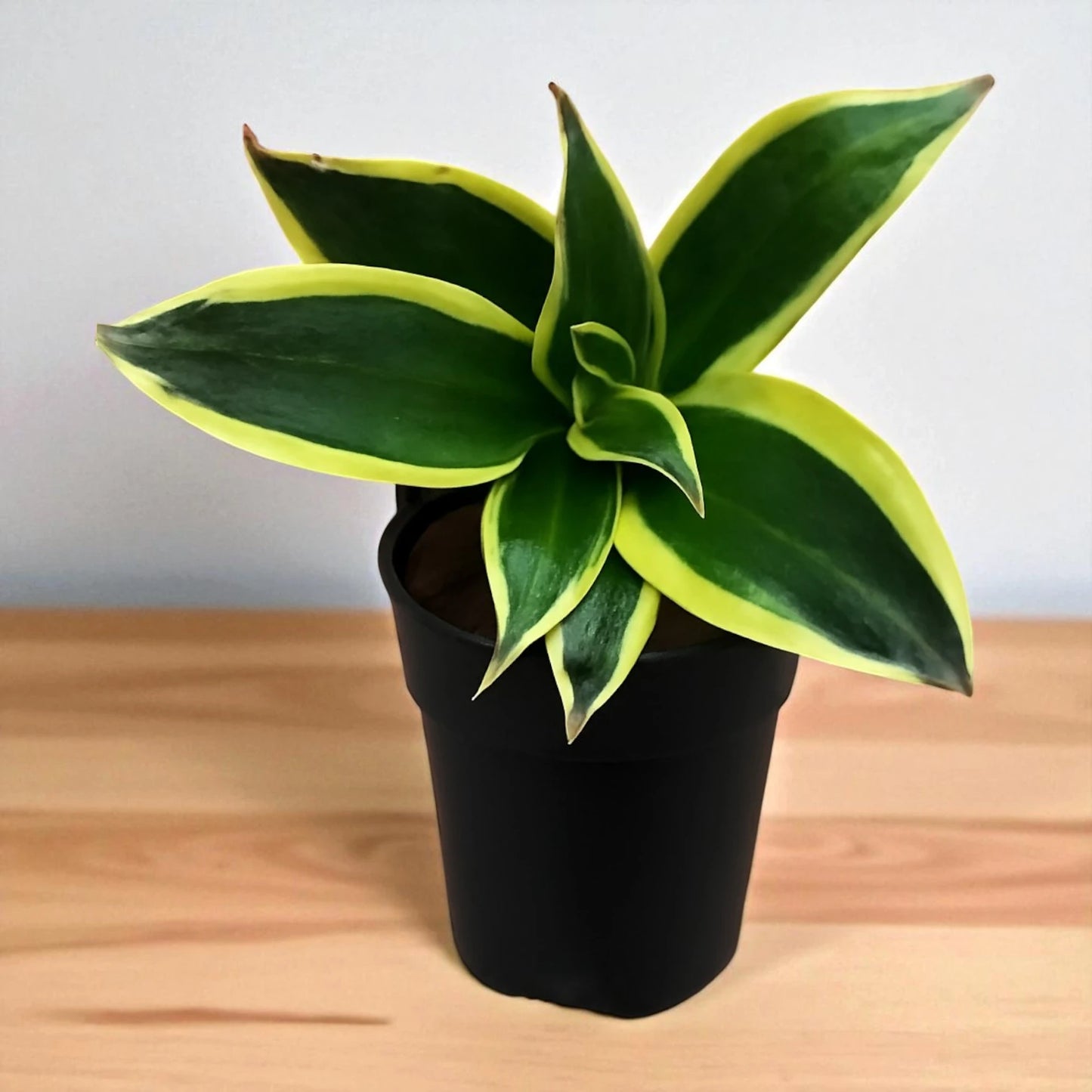 Sansevieria trifasciata 'Golden Hahnii'(Snake Plant) Bare Rooted