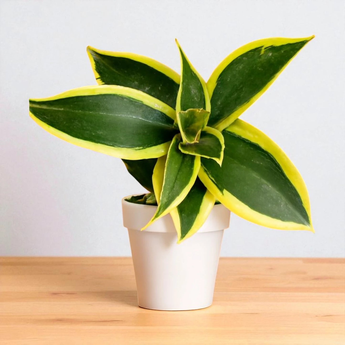 Sansevieria Jade Marginata
