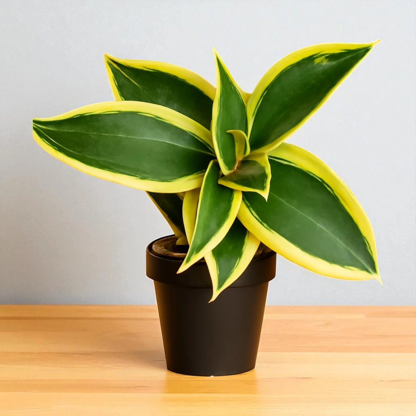 Sansevieria Jade Marginata