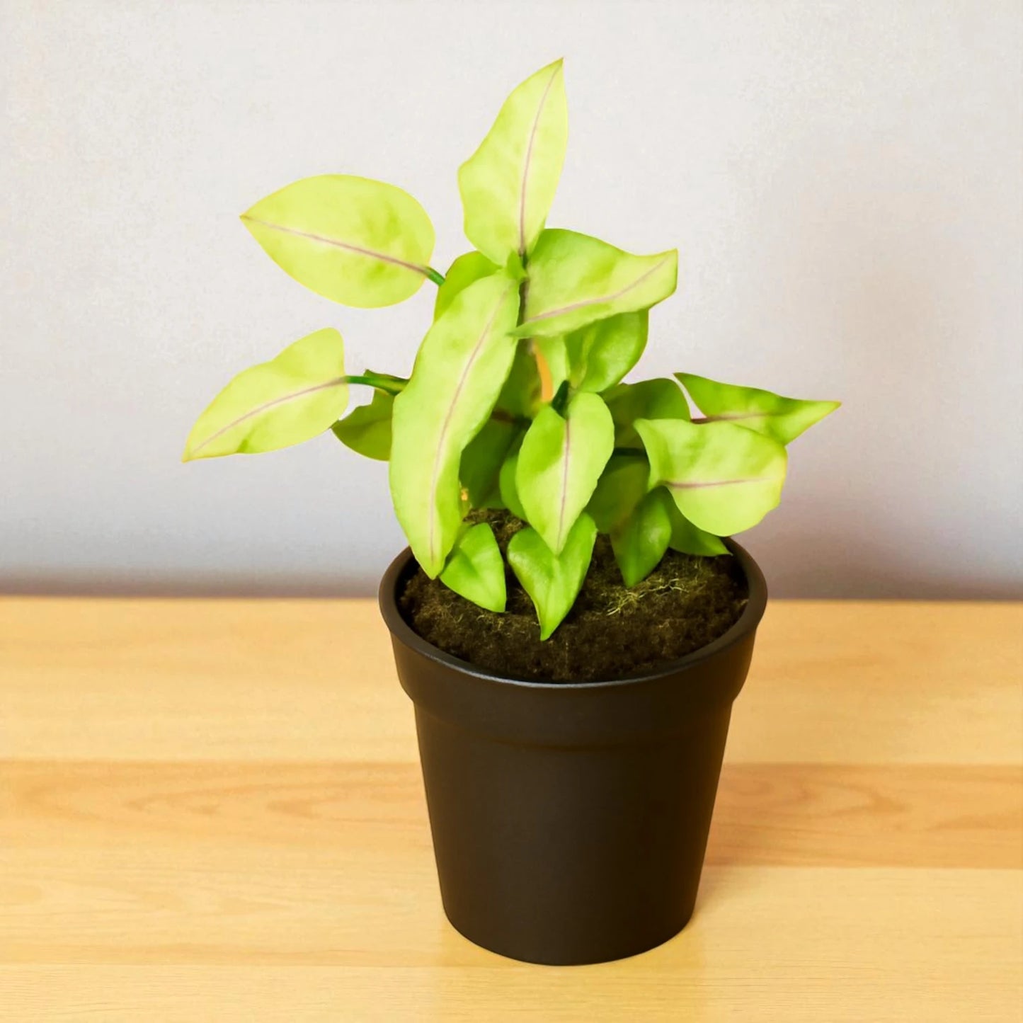 Syngonium white Yami Saplings