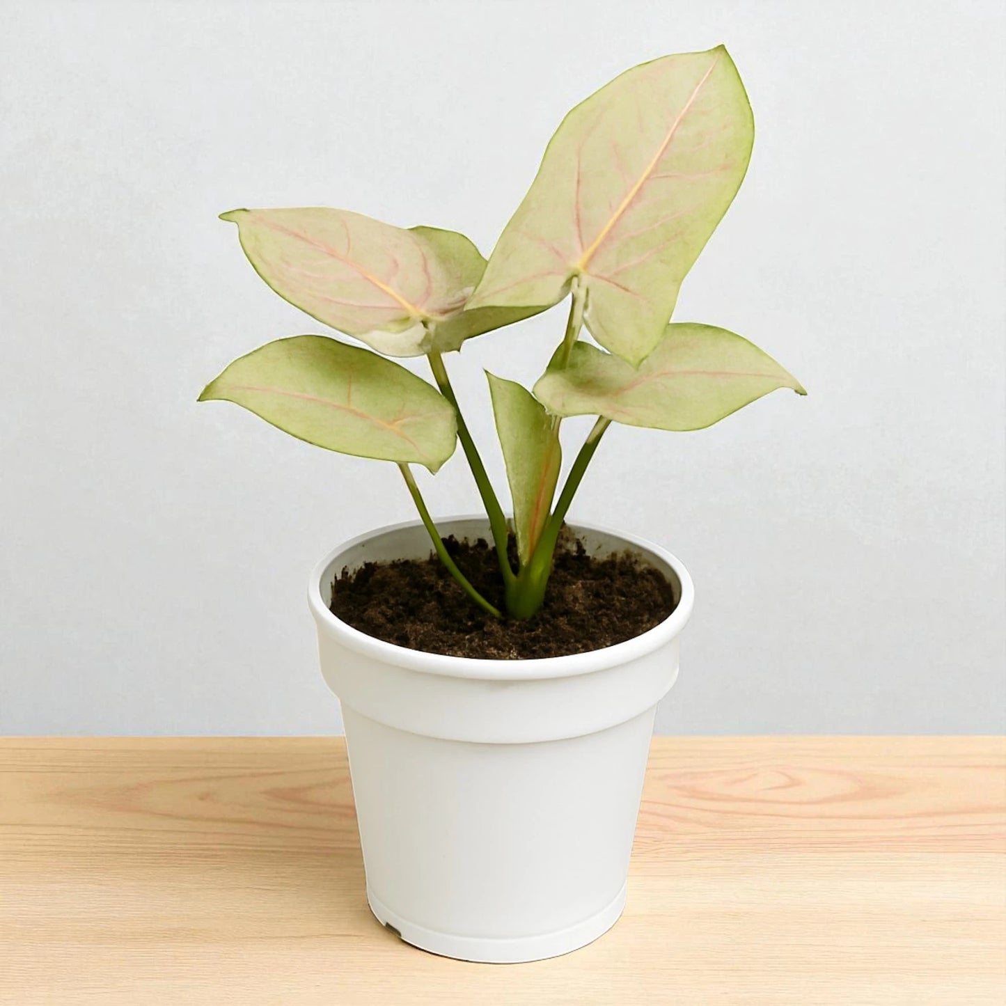 Syngonium Milk confetii