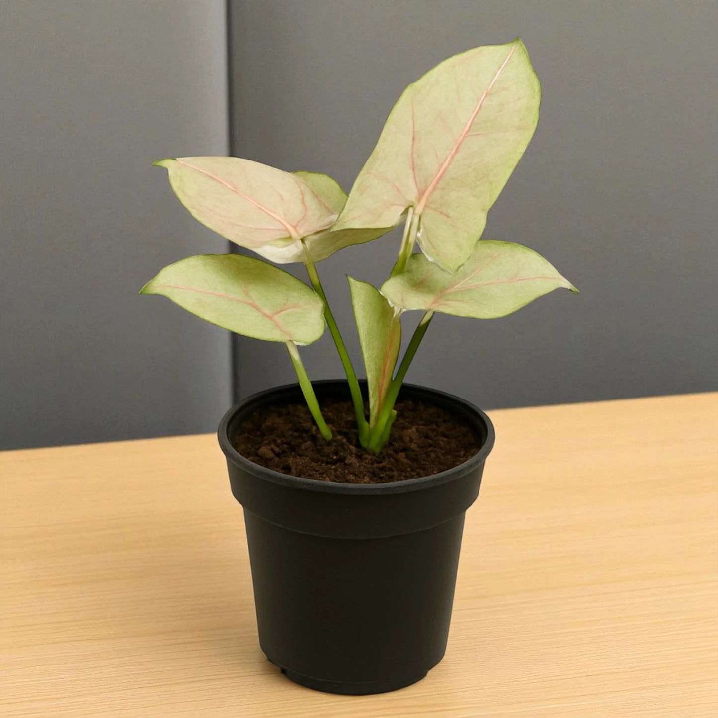Syngonium Milk confetii