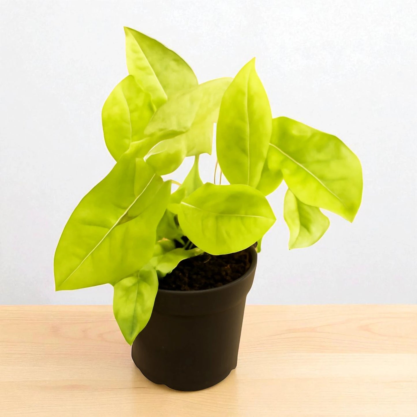 Syngonium Yellow