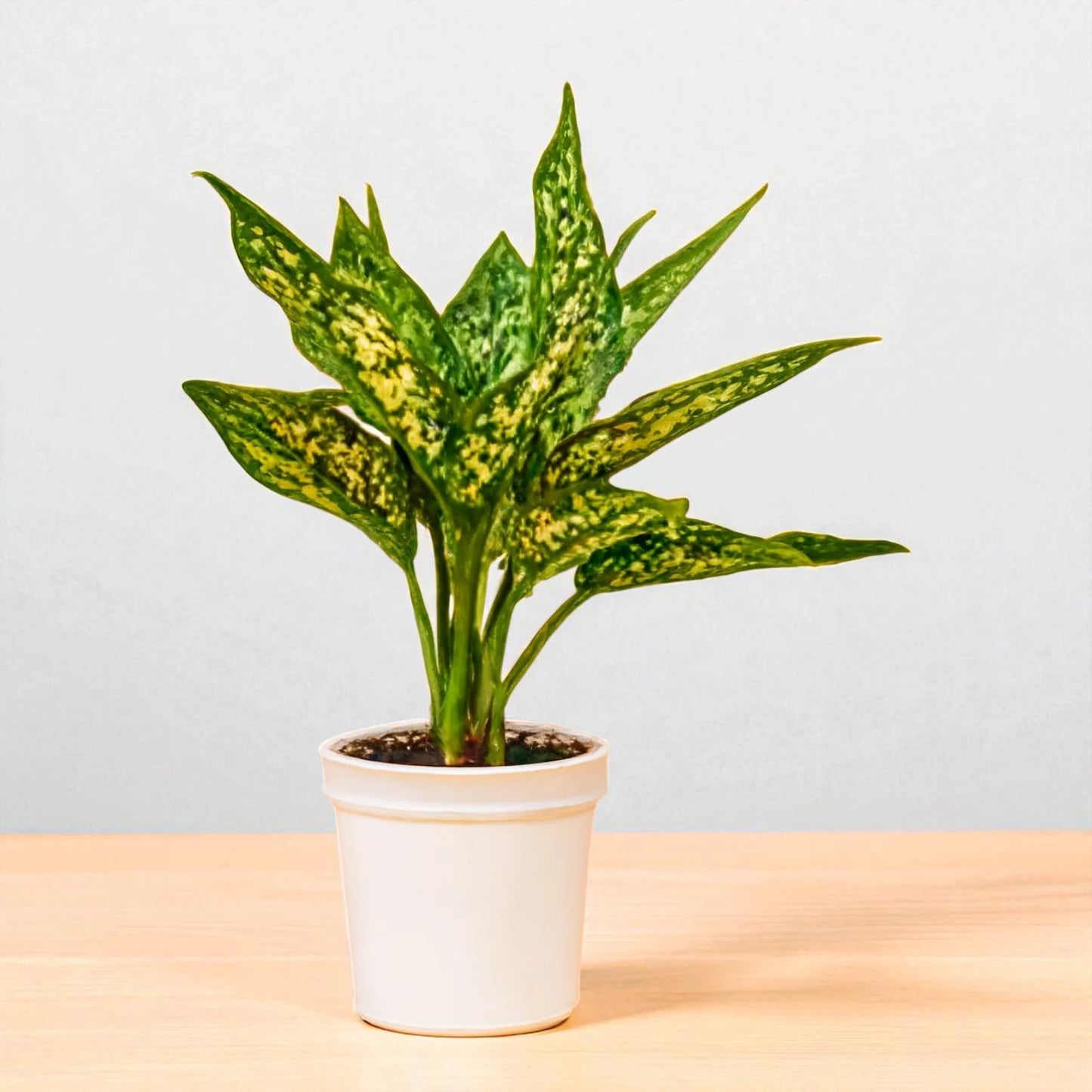 Aglaonema Snow White Plant