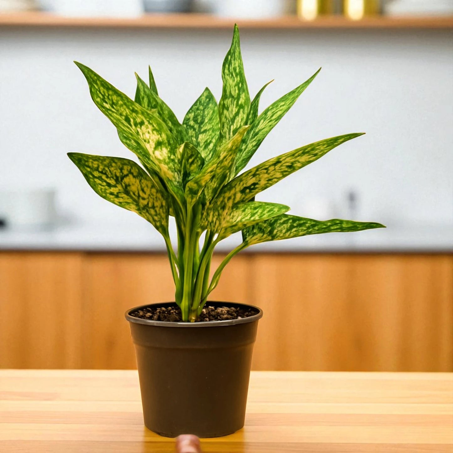 Aglaonema Snow White Plant