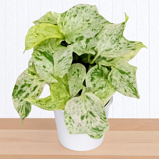 Marble Queen Pothos Plant