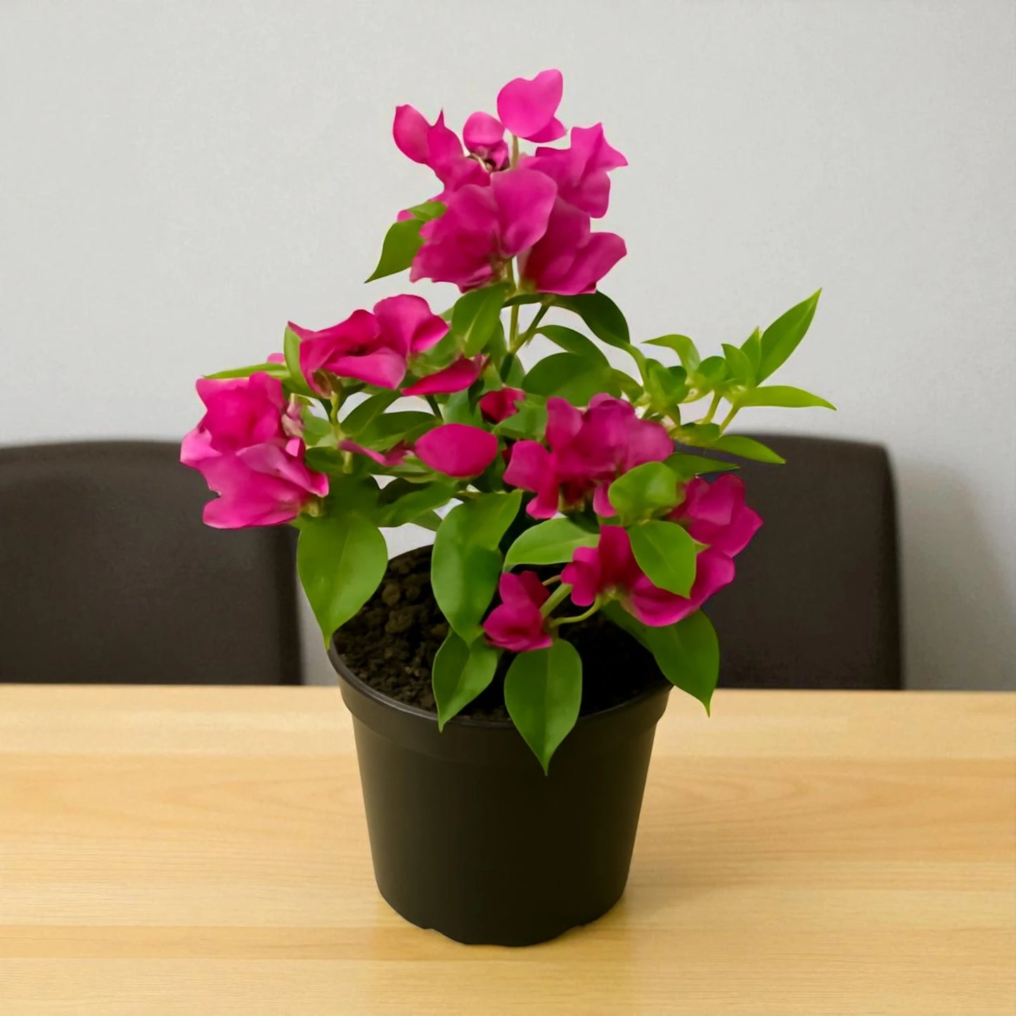 Pink Bougainvillea Plant