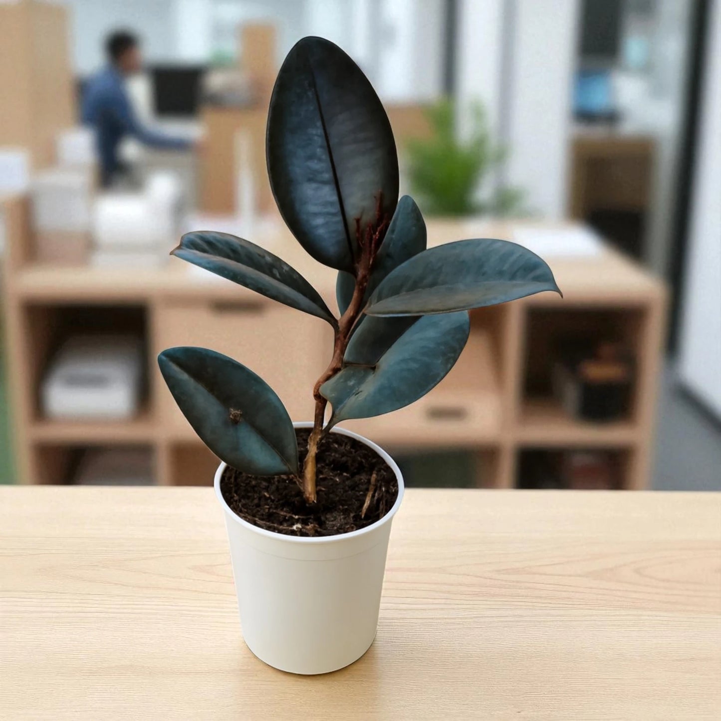 Rubber Plant Sapling