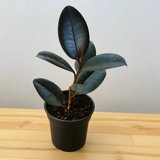 Rubber Plant Sapling