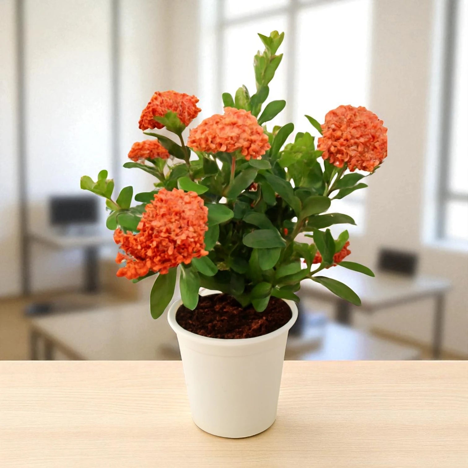 ixora plant in pot Ixora Plant – Vibrant Tropical Flowering Shrub – Plant Orbit