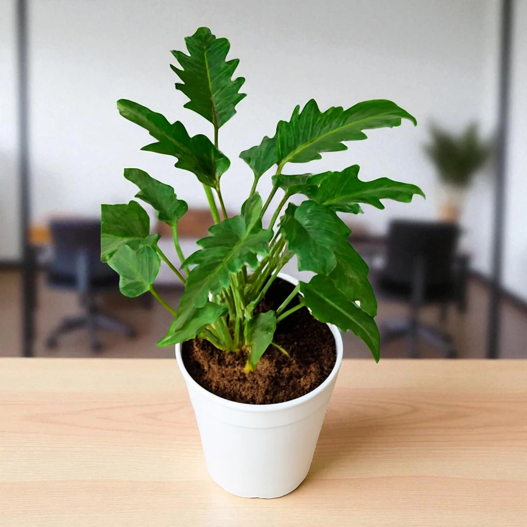 Philodendron Xanadu Green