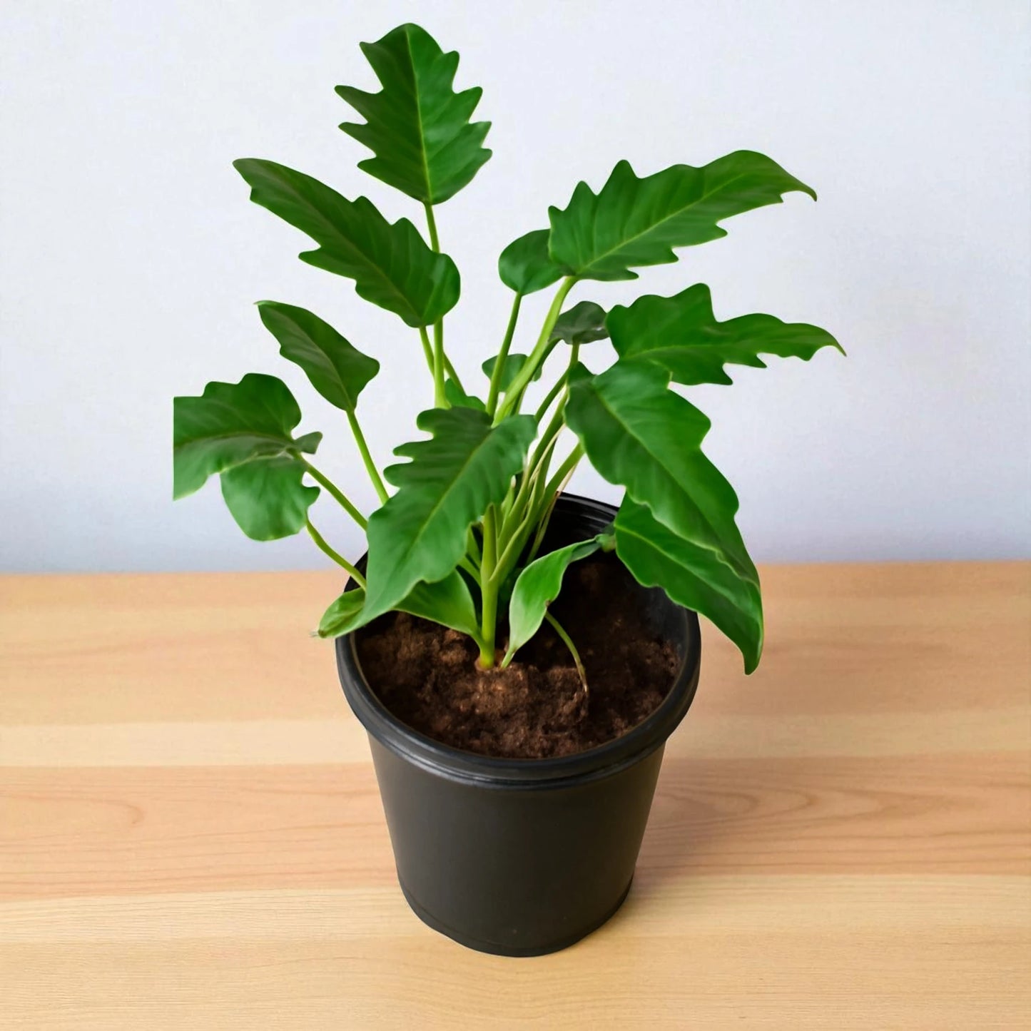 Philodendron Xanadu Green