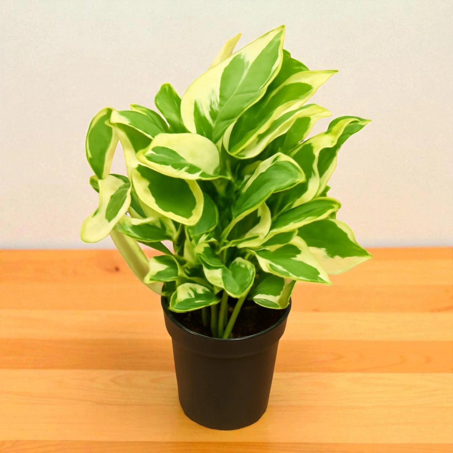 Enjoy Money Plant