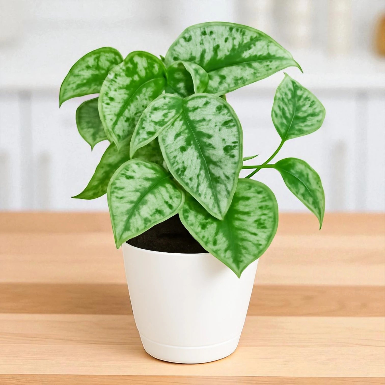Buy Scindapsus Pictus Plant Online