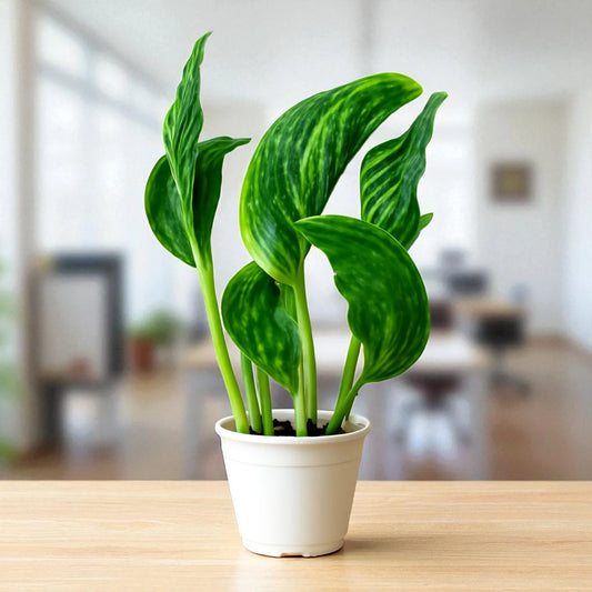 Sleeping Pothos Sapling