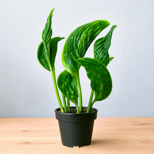 Sleeping Pothos Sapling