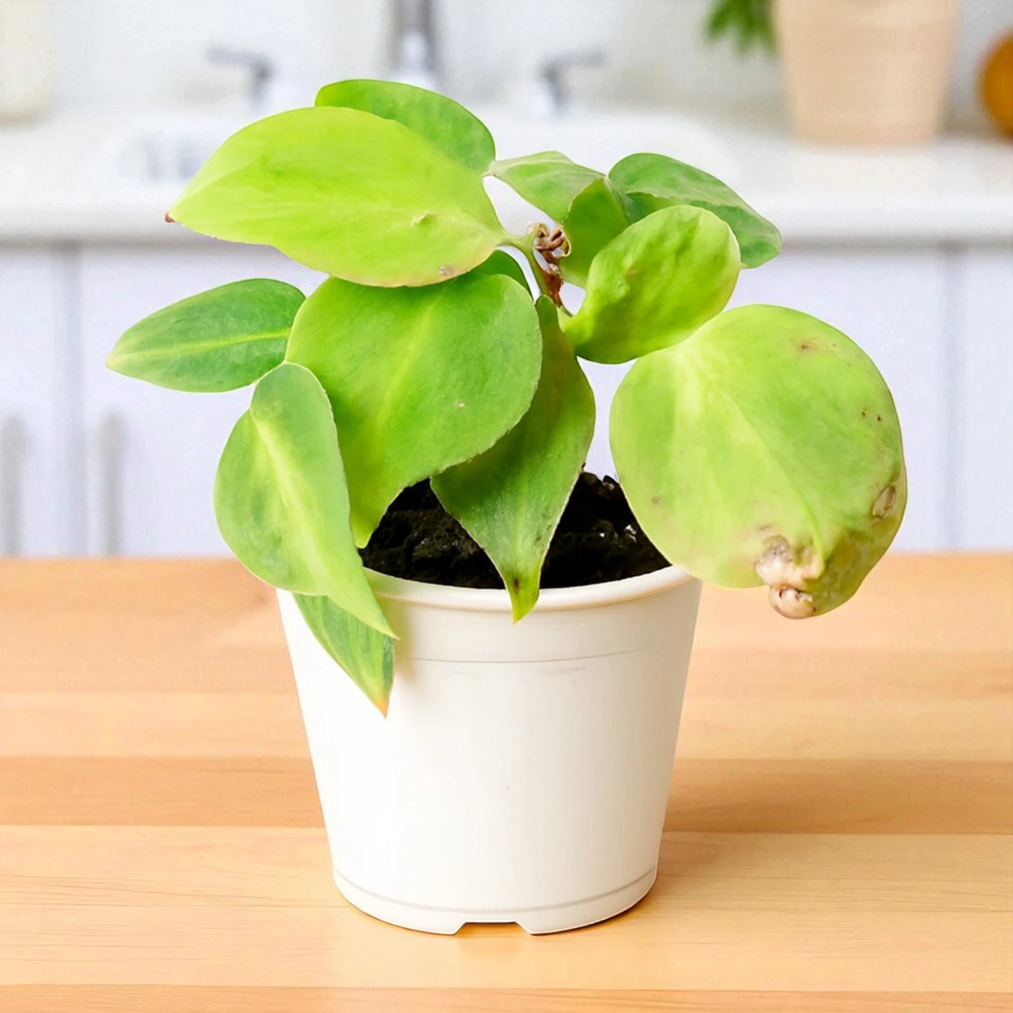 Philodendron Oxycardium