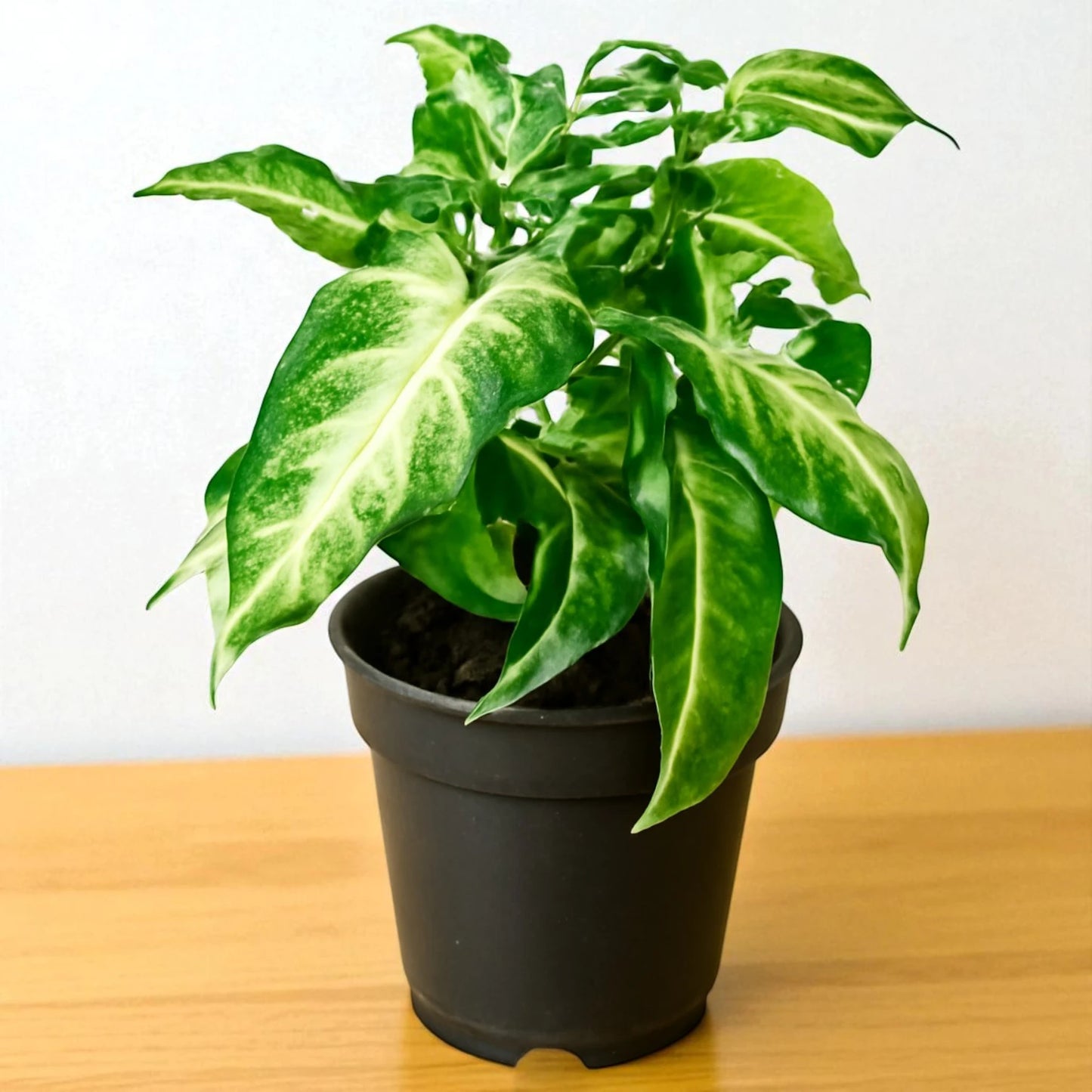 Syngonium Starlite