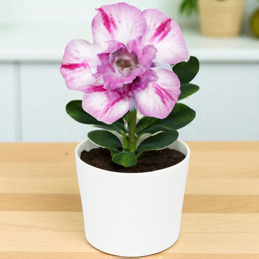 Adenium R161