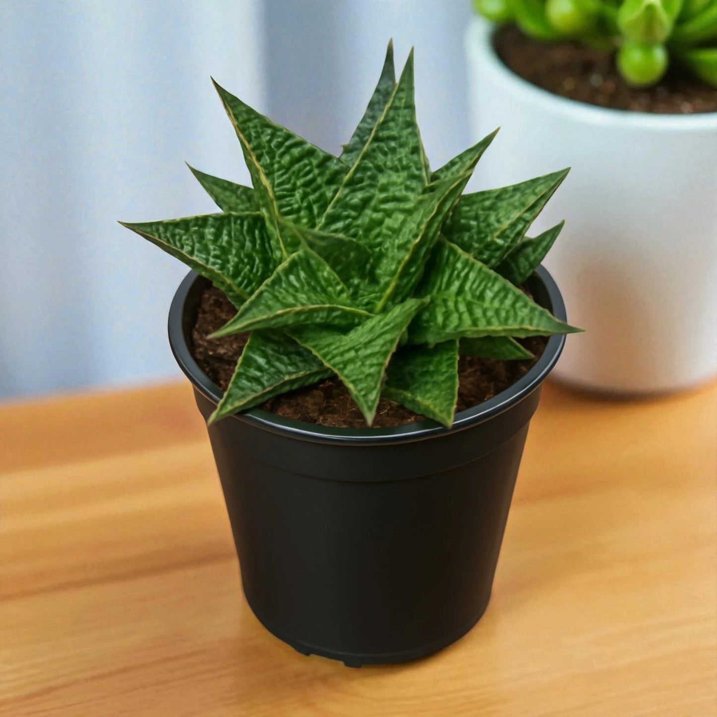 HAWORTHIA LIMIFOLIA (BARE ROOTED)