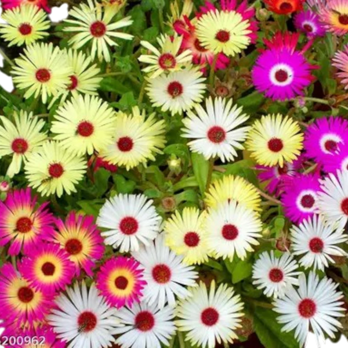 Ice Plant Hybrid Seeds