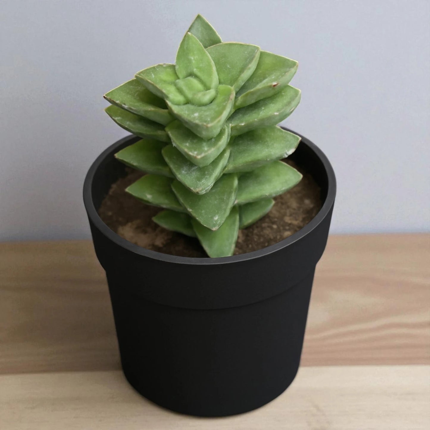 CRASSULA SPRINGTIME (BARE ROOTED)