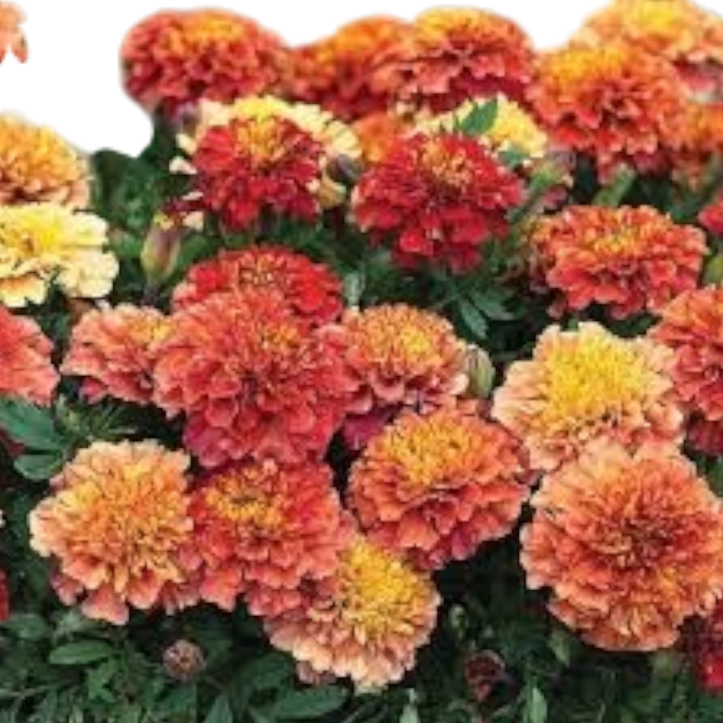Marigold Strawberry Mix Hybrid Seeds (10 seeds)
