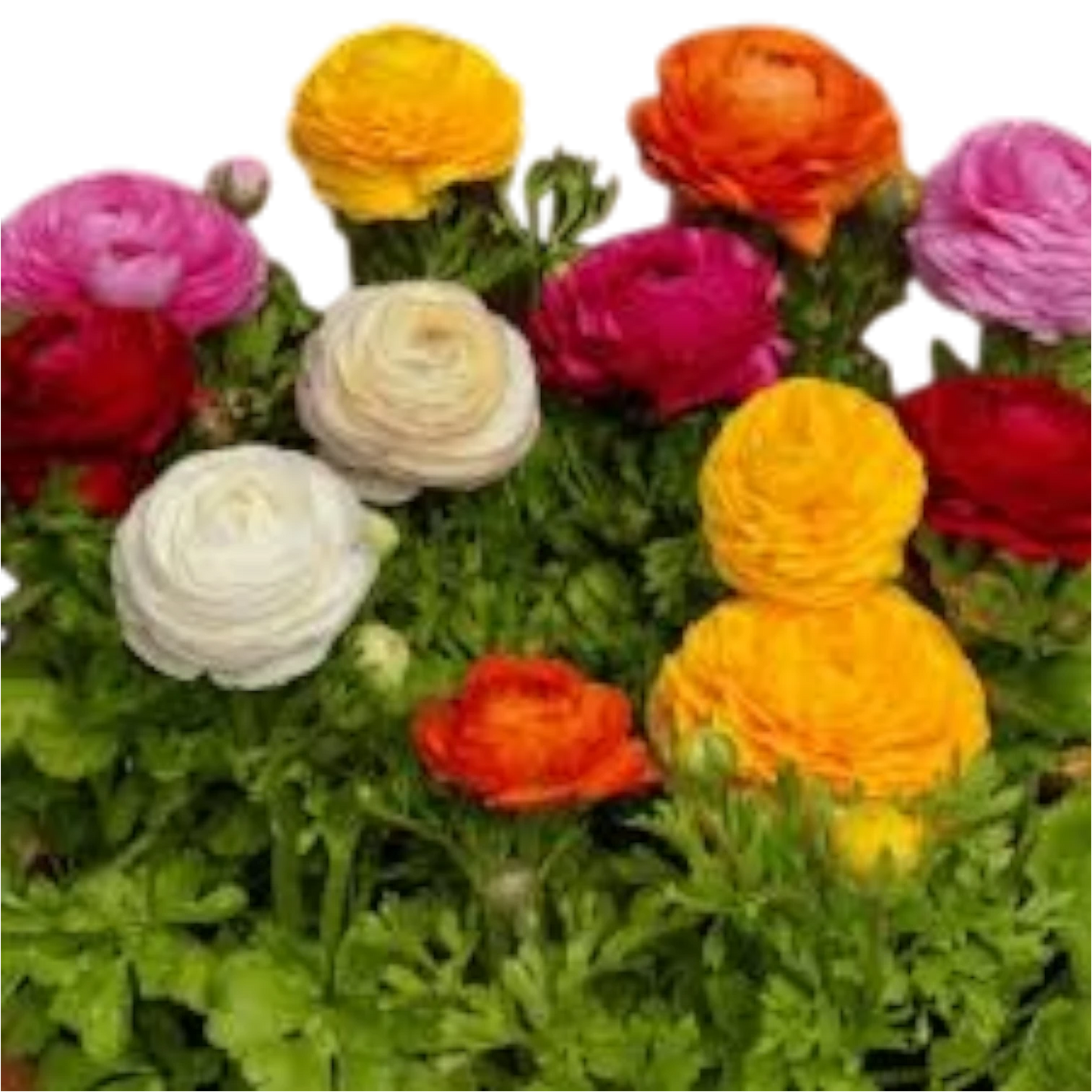 SWEET SULTAN HYBRID SEEDS (50 seeds)